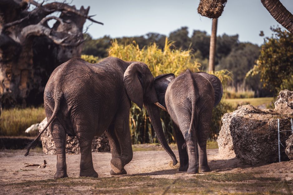 Why Elephants Are the Only Mammals That Cannot Jump