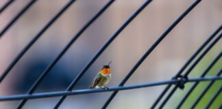 Why Hummingbirds Can Fly Backwards But No Other Bird Can — Animals trivia by Trivia Daily