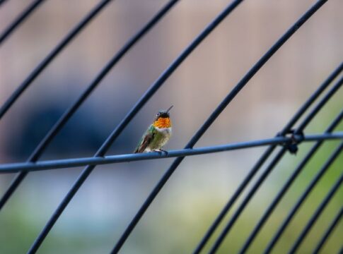 Why Hummingbirds Can Fly Backwards But No Other Bird Can — Animals trivia by Trivia Daily