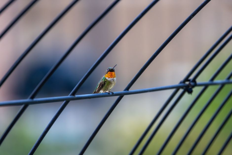 Why Hummingbirds Can Fly Backwards But No Other Bird Can