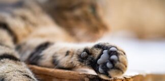 Why Cats Always Land on Their Feet: The Physics Explained — Animals trivia by Trivia Daily