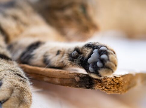 Why Cats Always Land on Their Feet: The Physics Explained — Animals trivia by Trivia Daily