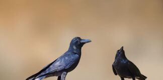 Why Crows Can Remember Human Faces for Years — Animals trivia by Trivia Daily