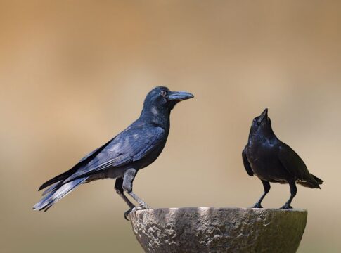 Why Crows Can Remember Human Faces for Years — Animals trivia by Trivia Daily