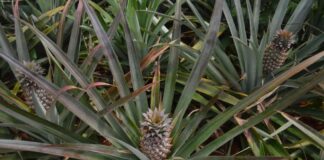 Why Pineapples Take Two Years to Grow Just One Fruit — Food trivia by Trivia Daily