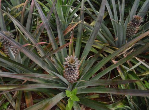 Why Pineapples Take Two Years to Grow Just One Fruit — Food trivia by Trivia Daily