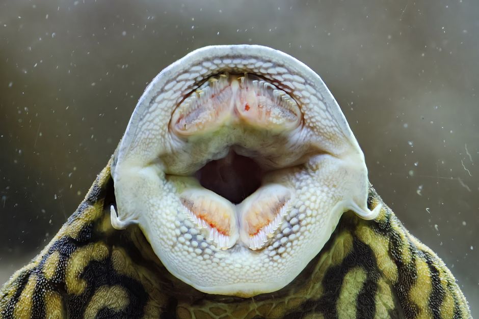 7 Bizarre Facts About Platypus Biology That Seem Fake