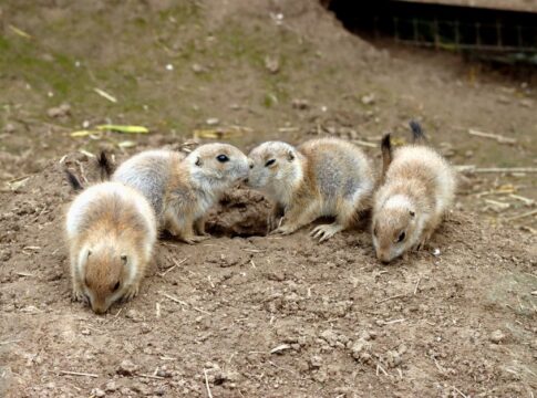7 Strange Facts About Naked Mole Rat Colonies — Animals trivia by Trivia Daily