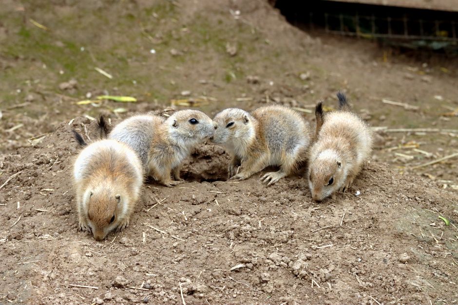 7 Strange Facts About Naked Mole Rat Colonies