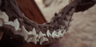 Why Jaws Mechanical Shark Failed So Often During Filming — Movies trivia by Trivia Daily