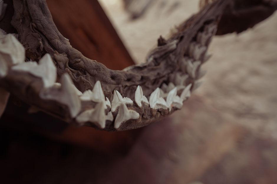 Why Jaws Mechanical Shark Failed So Often During Filming