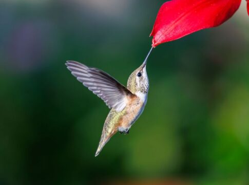 7 Surprising Facts About Hummingbird Flight Mechanics — Animals trivia by Trivia Daily