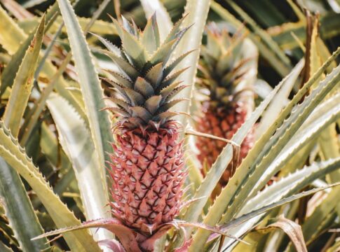 7 Surprising Facts About Pineapple Growth and Harvest — Food trivia by Trivia Daily