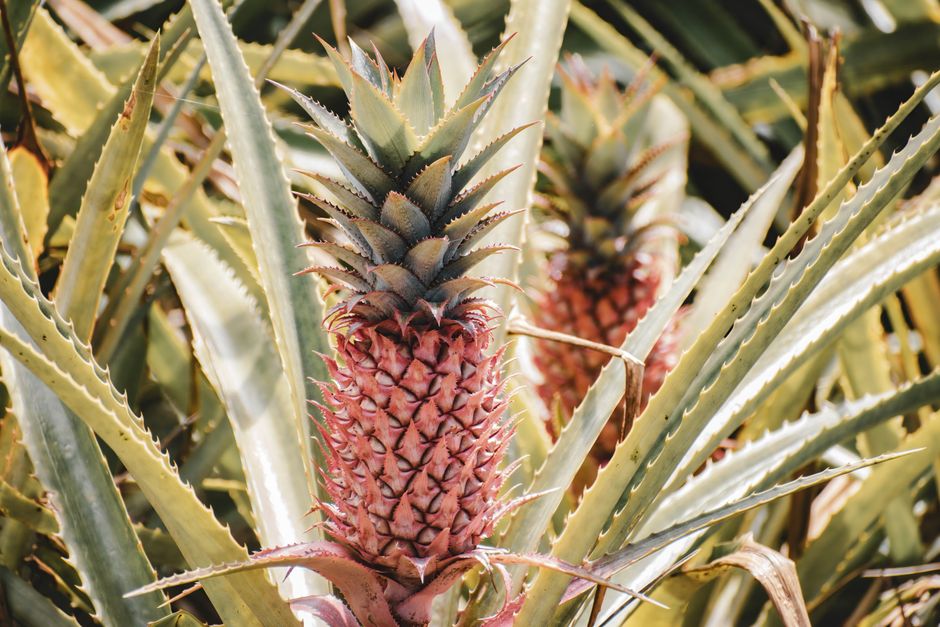 7 Surprising Facts About Pineapple Growth and Harvest