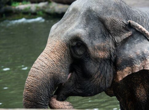 7 Surprising Facts About Elephant Memory and Intelligence — Animals trivia by Trivia Daily