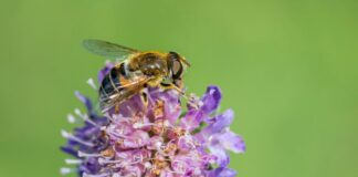 7 Surprising Facts About Vanilla Bean Pollination — Food trivia by Trivia Daily