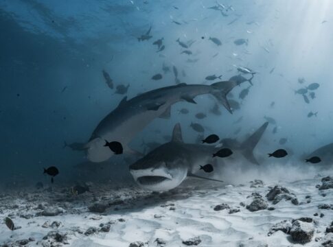 Why Sharks Must Keep Swimming to Breathe Underwater — Animals trivia by Trivia Daily
